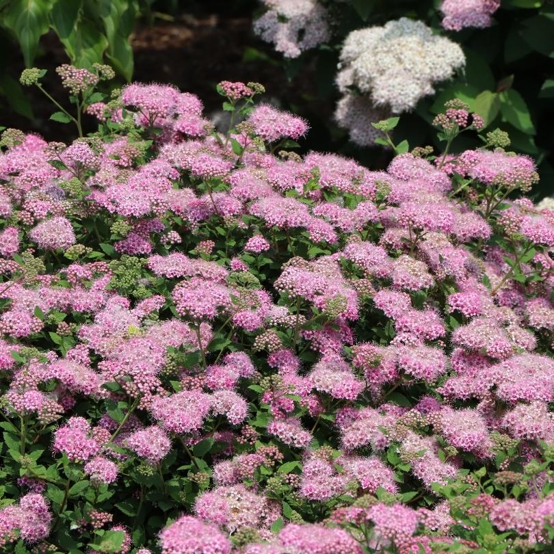 Des fleurs rose tendre ornent chaque branche d'une spirée Double Play Princess 