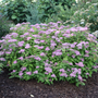 Spirea flowers looking fresh in a garden landscape