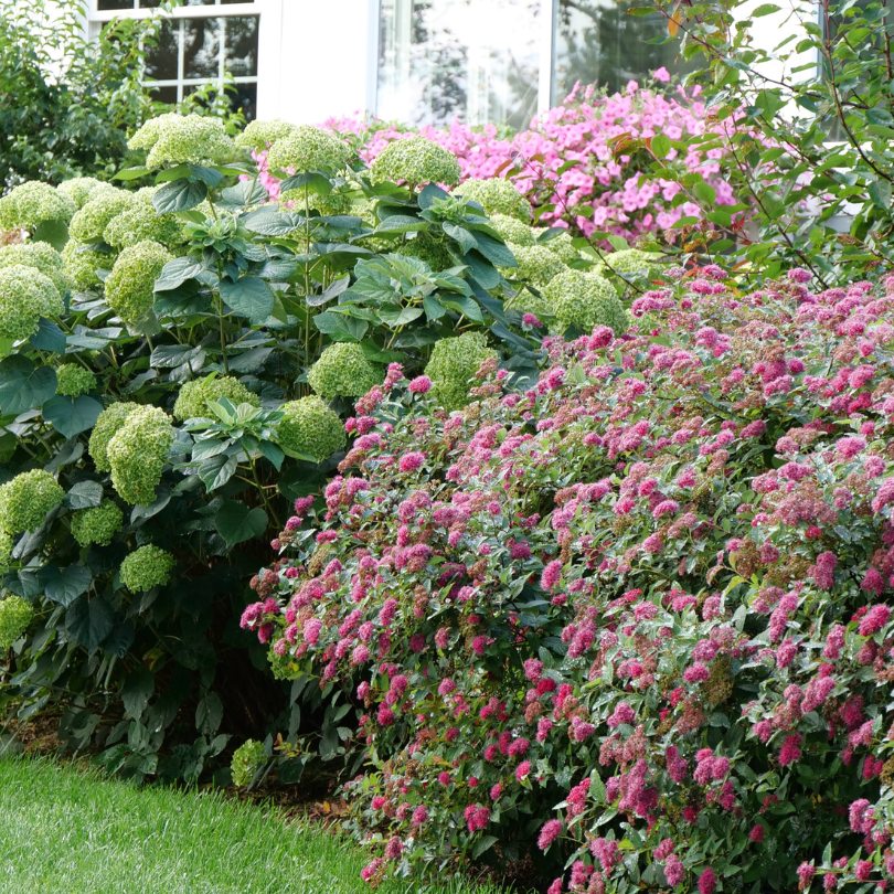 Spirea paired with large hydrangea blooms outside of a home