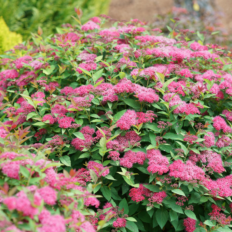 Delicate pink flowers covering a spirea bloom in a garden hedge