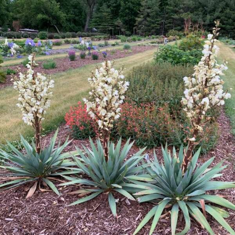 3 plants de yucca à fleurs blanches qui se balancent au-dessus