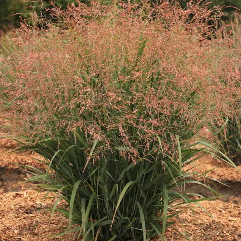Des touffes dressées et compactes de feuillage vert foncé et vaporeux se parent de riches nuances de bordeaux profond et de bronze, avec des fleurs rose fumé de la fin de l'été jusqu'à l'automne.