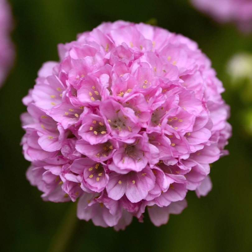 Close-up of Dreameria® 'Sweet Dreams' Sea Thrift's pink flower with a blurred green background