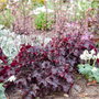 Dark red/purple Heuchera foliage with flowers in the summer