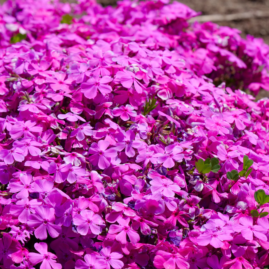 Close up image of a carpet of bright pink Drummond's pink creeping phlox