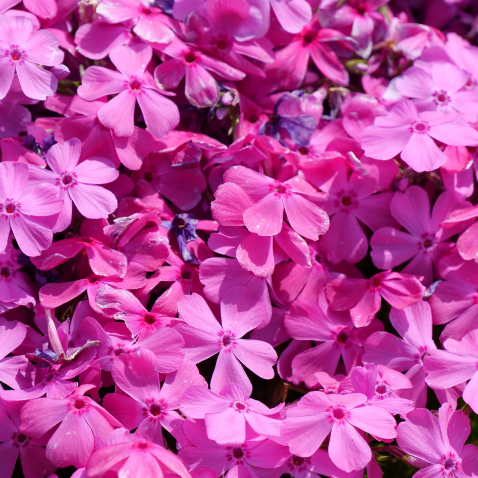 Close-up of Drummond's Pink Creeping Phlox's vibrant pink blooms