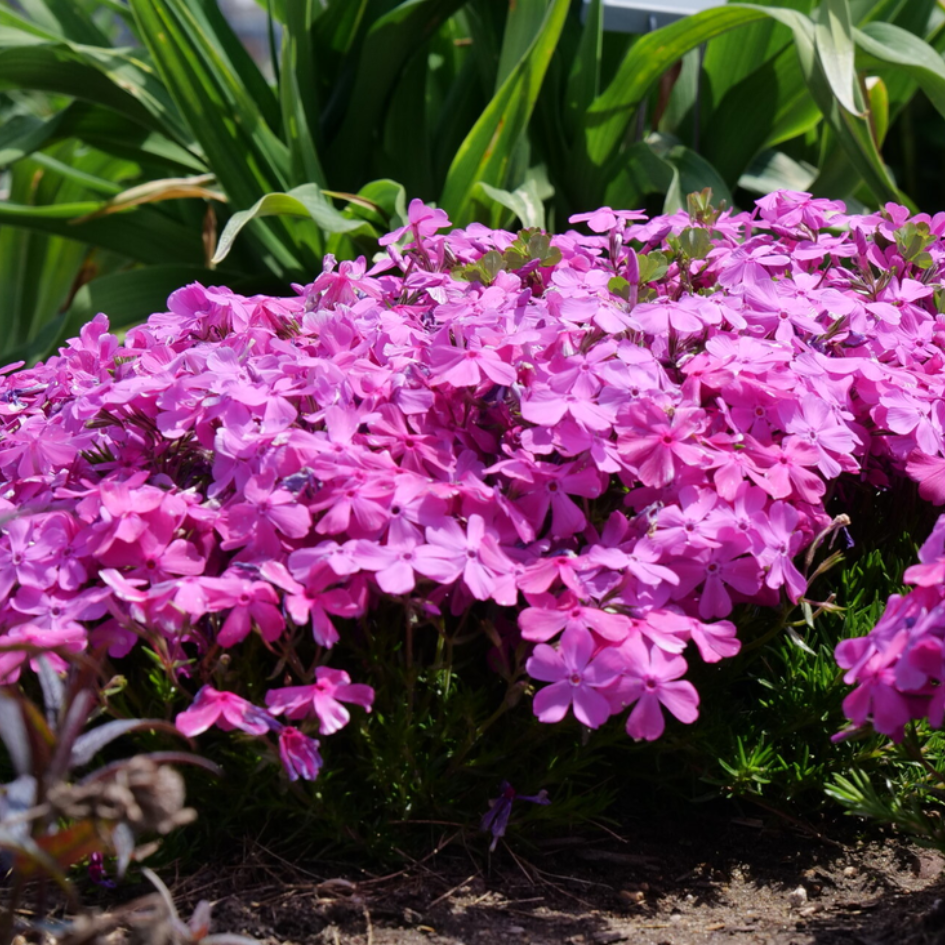 Beautiful bright pink phlox flowers shining bright in a sunny garden
