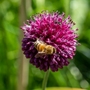 Gros plan sur une fleur d'ail violette piquante (Allium 'Drumstick') avec une abeille