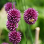 Montre les fleurs rouge-violettes de longue durée de l'ail d'ornement (Allium 'Drumstick') avec une abeille.