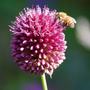 Gros plan sur une fleur violette d'un pouce de diamètre d'un allium drumstick avec une abeille