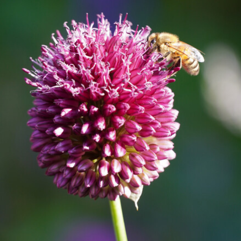 Gros plan sur une fleur violette d'un pouce de diamètre d'un allium drumstick avec une abeille