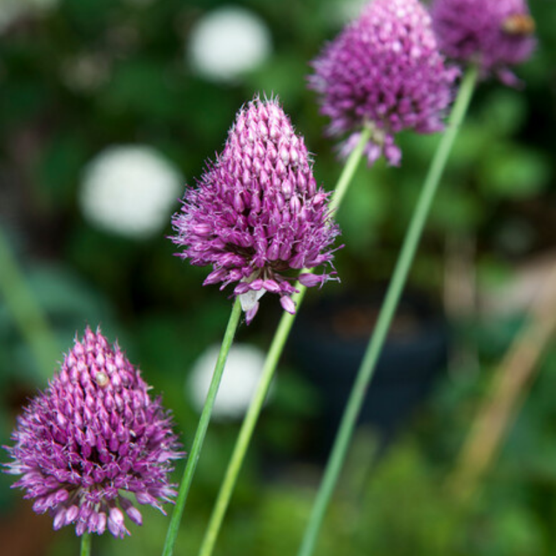 Présente les fleurs violettes en forme d'œuf de l'ail Drumstick