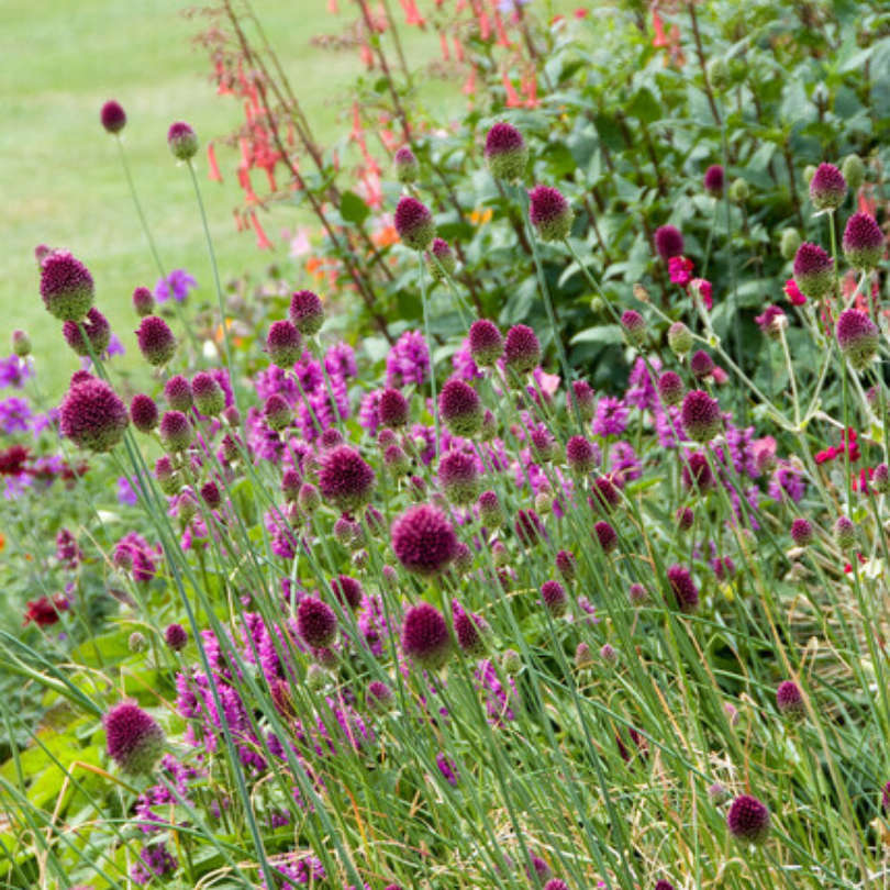 Les fleurs violettes durables de l'ail Drumstick ajoutent une touche de fantaisie au jardin.