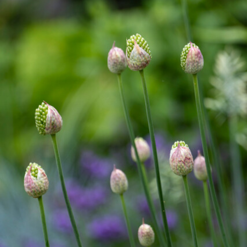 Les fleurs ovoïdes de l'ail à feuilles de tambour (Allium spp.) sont d'abord vertes.