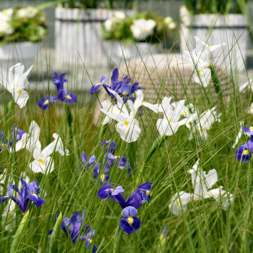 Cette image présente un mélange de fleurs violettes et blanches d'iris de Hollande dans un jardin, avec un arrière-plan flou.