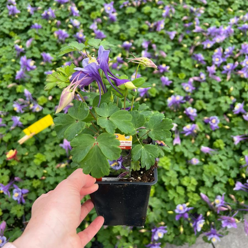columbine potted plant Earlybird Purple Blue Columbine (Aquilegia)