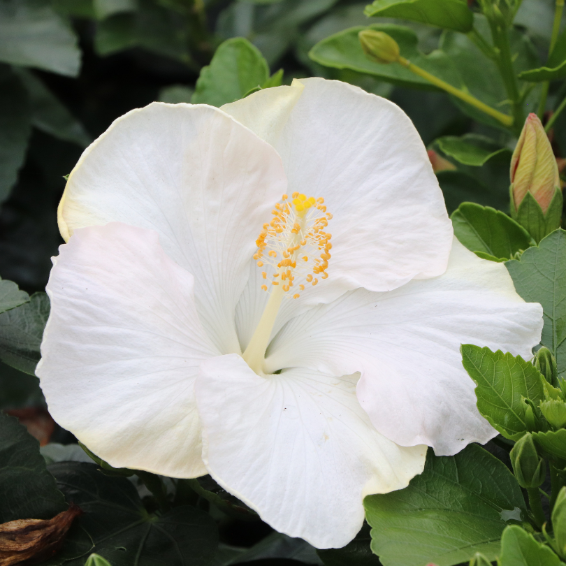 Fleur d'hibiscus blanche avec des feuilles vertes en arrière-plan
