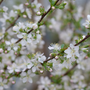 A small Easy As Pie bush cherry blooms in early spring next to a green lawn with hundreds of white-pink flowers. 