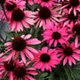 Gros plan sur les fleurs roses de l'échinacée Dark Shadows Wicked Coneflower en été