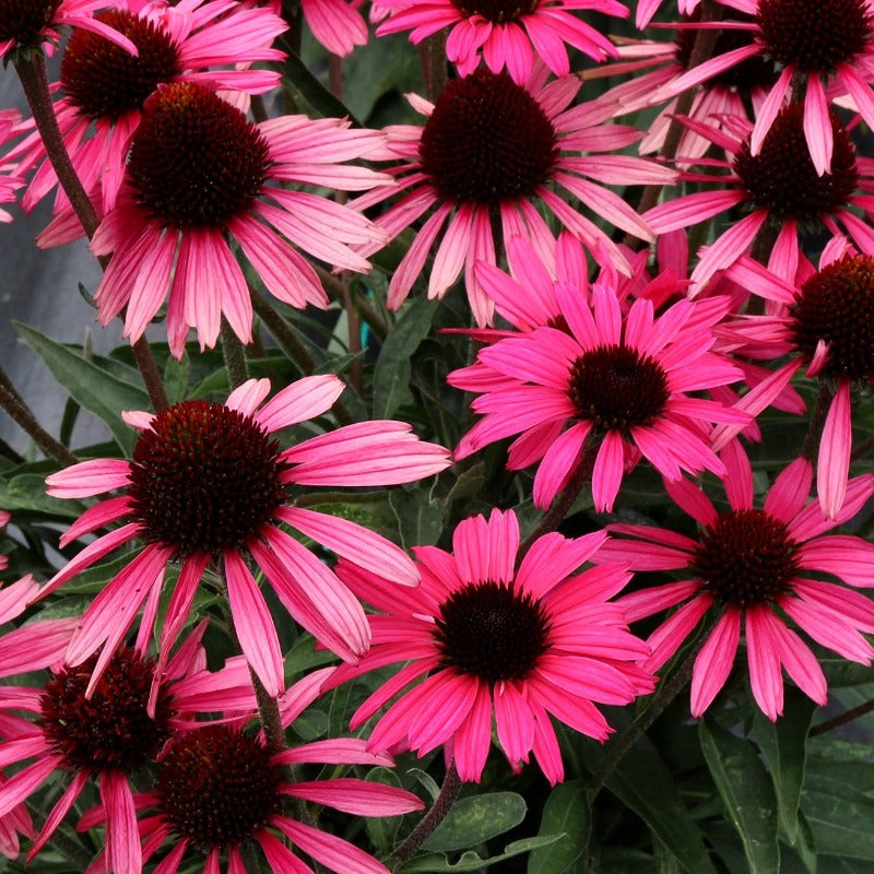 Gros plan sur les fleurs roses de l'échinacée Dark Shadows Wicked Coneflower en été