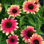 Cette plante magnifique présente des fleurs multicolores : un superbe centre rose avec des pointes jaune soleil.