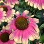 Gros plan d'une abeille sur une échinacée Kismet Pink Lemonade, montrant ses pétales roses et jaunes.