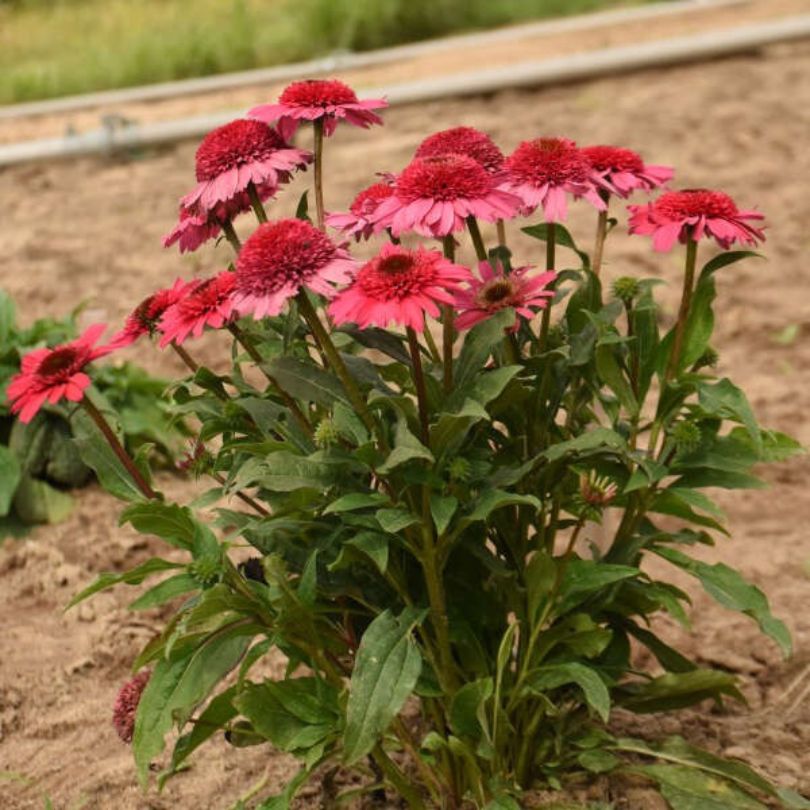 Échinacées rose corail à feuilles vertes sur fond de sol brun
