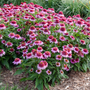 With a downy mound of pink, Double Coded® 'Everything's Rosy' Coneflower's habit grows low and wide for the perfect flower border. 