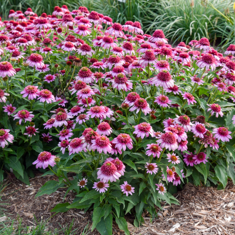 With a downy mound of pink, Double Coded® 'Everything's Rosy' Coneflower's habit grows low and wide for the perfect flower border. 