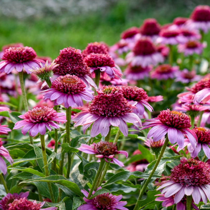 Close up of rosy pink flowers of Double Coded® 'Everything's Rosy' Coneflower in a garden setting