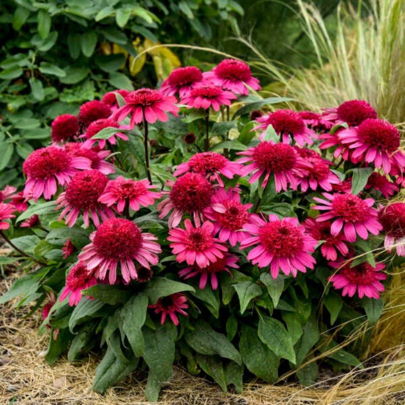 Un monticule d'échinacées roses duveteuses plantées dans un jardin ensoleillé