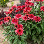 Group of pink coneflowers with green leaves on a natural background