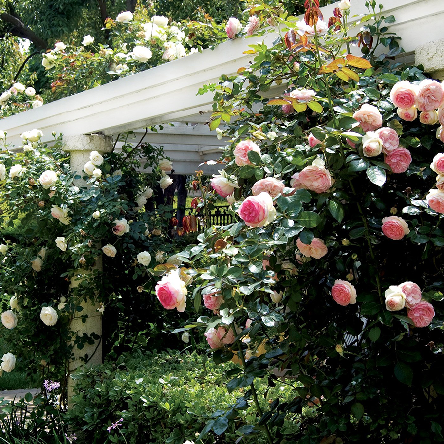 Pink climbing roses along a trellis in a sunny garden