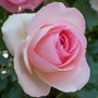 Close up image of romantic looking pink rose blooms