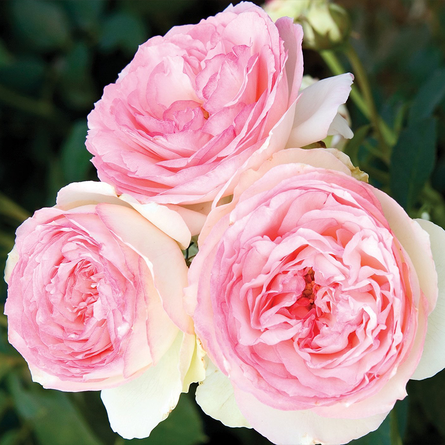Close up image of romantic looking pink rose blooms