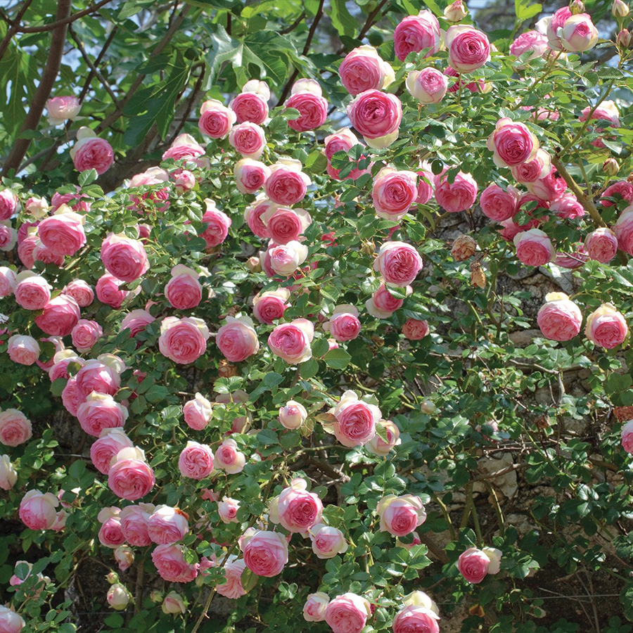 Pink climbing roses in a sunny garden