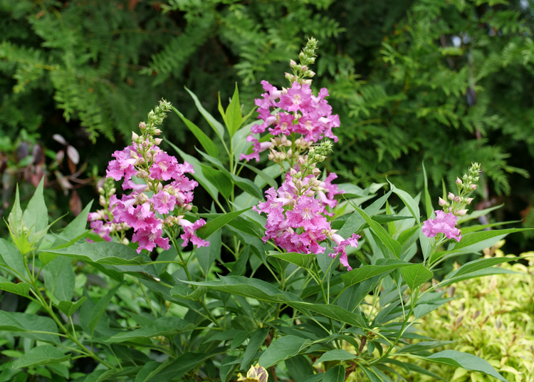 Beautiful purple orchid-like flowers from El Nino Chitalpa