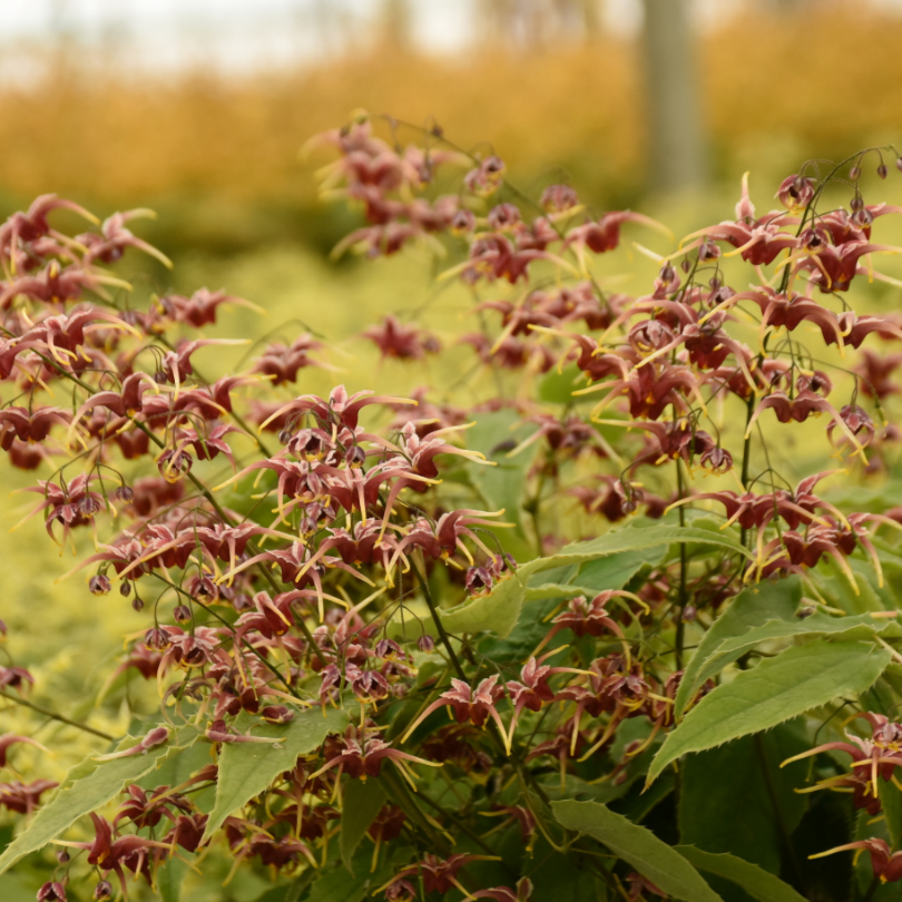 Gros plan sur les fleurs rouge canneberge aux accents crème et le feuillage vert lancéolé de l'épimède « Cranberry Dancer ».
