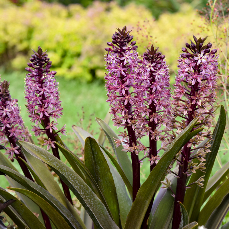 Le lys ananas Crowning Glory™ 'Purple Reign' est facile à cultiver dans les climats chauds.