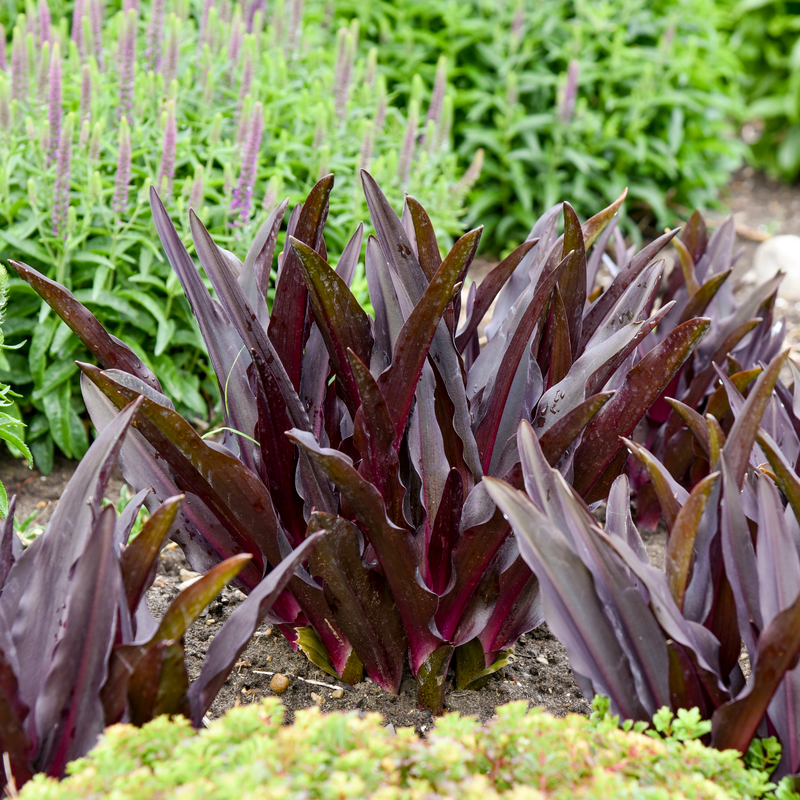 Lis ananas Crowning Glory Purple Reign, au feuillage pourpre foncé et vert foncé.