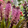 Gros plan sur les fleurs rose pâle et mauve foncé du lys ananas Crowning Glory Purple Reign.