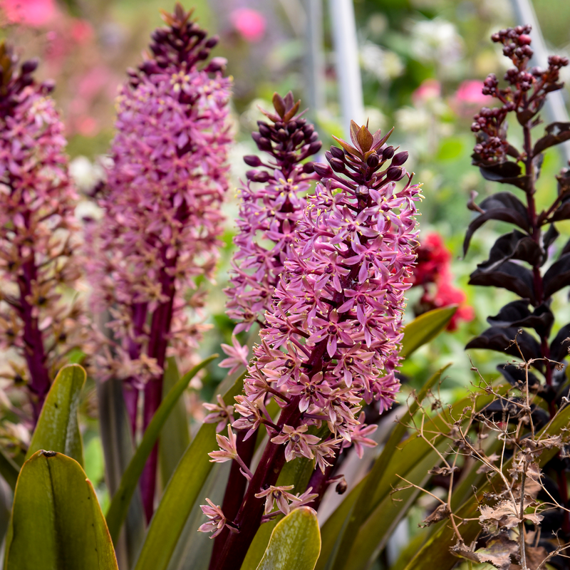 Gros plan sur les fleurs rose pâle et mauve foncé du lys ananas Crowning Glory Purple Reign.