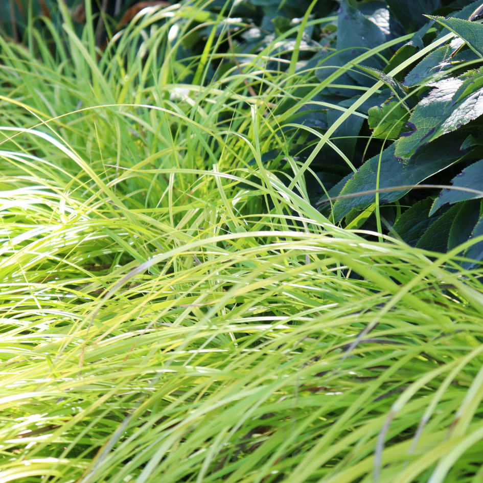 Up close image of bright green sedge foliage