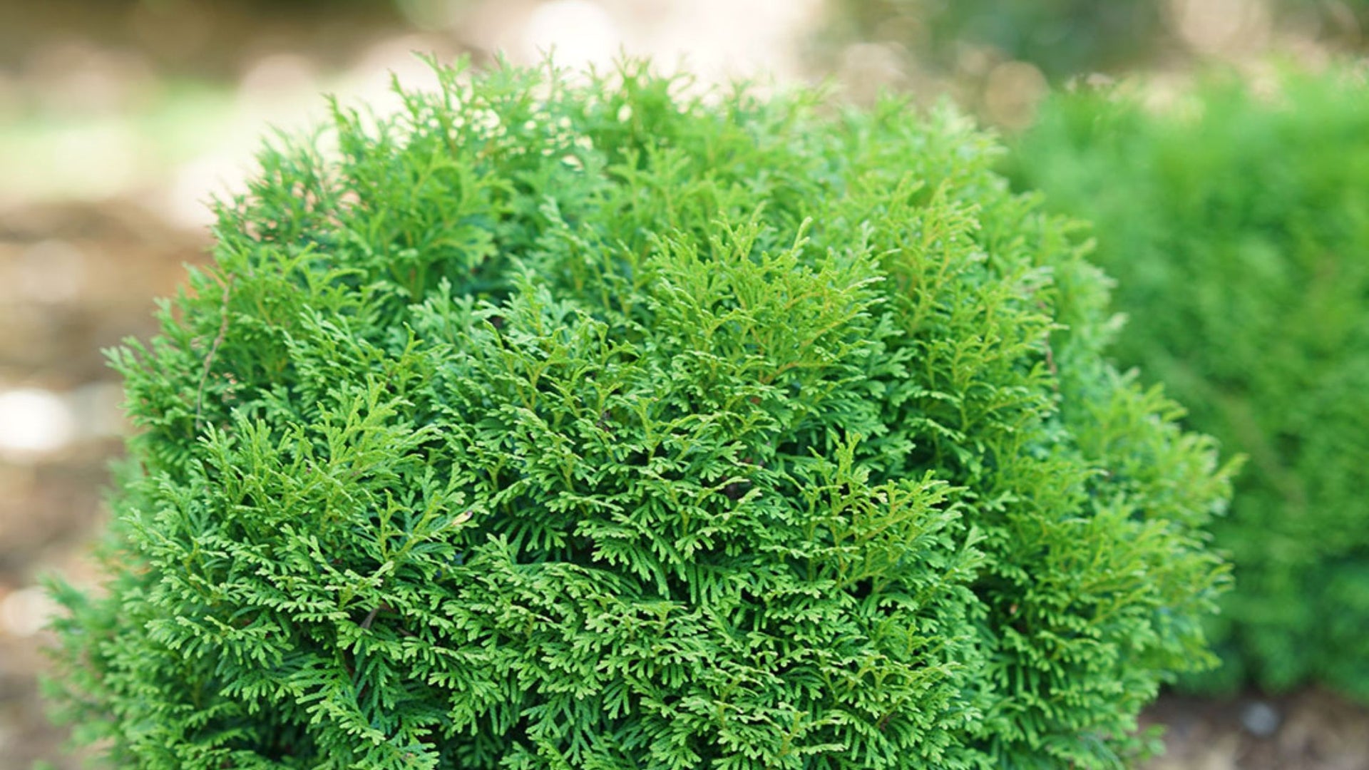 Evergreen Shrubs & Trees For Sale Great Garden Plants