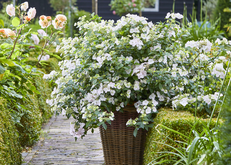 Delicate white cascade hydrangea flowers in a planter
