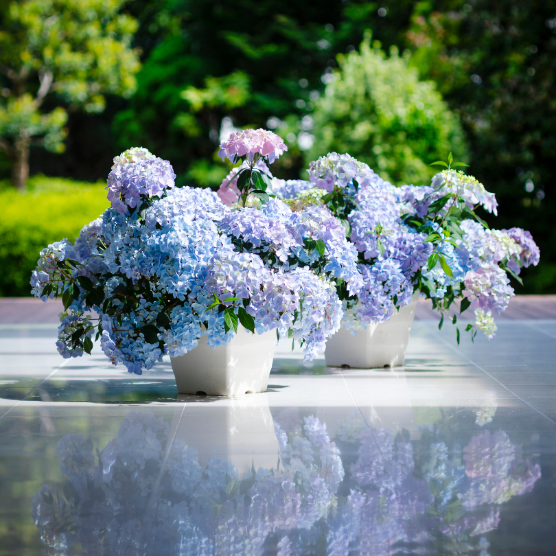 indoor hydrangea plant outside Fairytrail Fresco™ Cascade Hydrangea