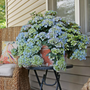 A large blue Fairytrail Fresco Cascade Hydrangea in full bloom sits on a black patio table in front of a wicker chair.