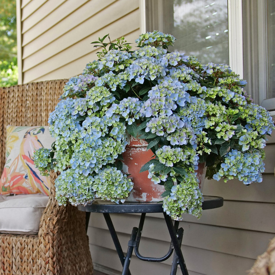 A large blue Fairytrail Fresco Cascade Hydrangea in full bloom sits on a black patio table in front of a wicker chair.