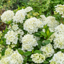 Magnifiques fleurs blanches en forme de pompon de l'hortensia cascade Fairytrail blanc