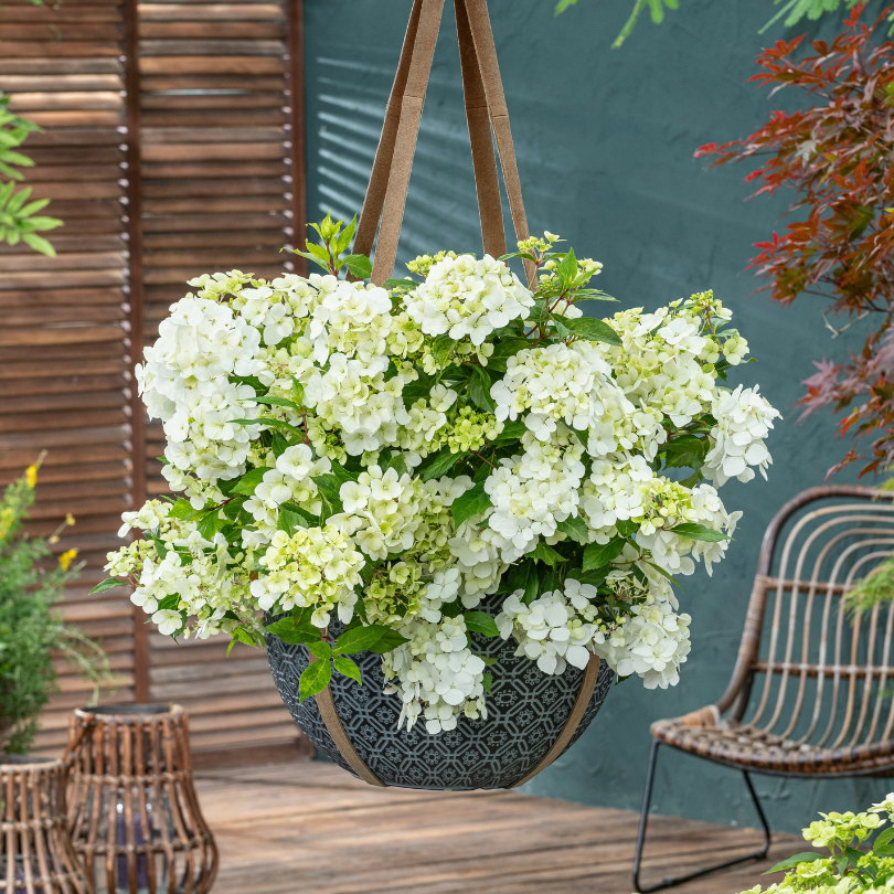 Hortensia blanc Fairytrail en cascade dans un panier suspendu